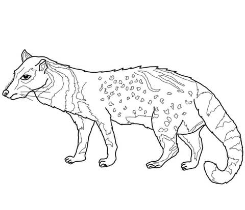 African Civet Coloring Page